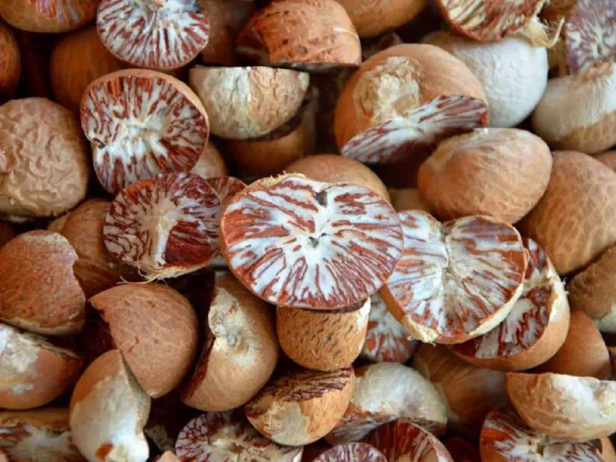Whole dried Sri Lankan arecanut for bulk export