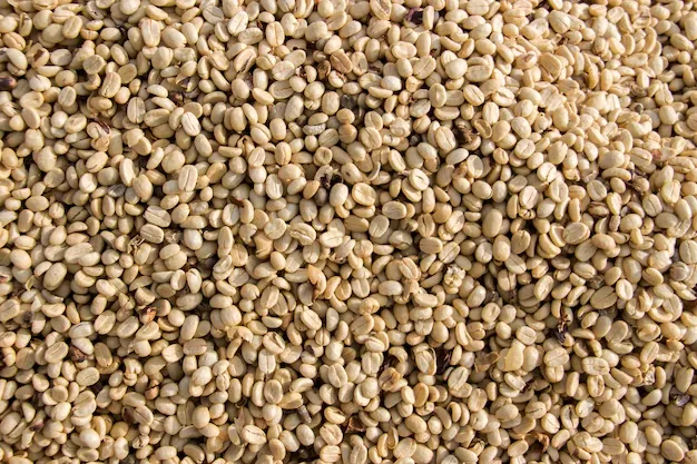Bundles of high-quality white coffee beans