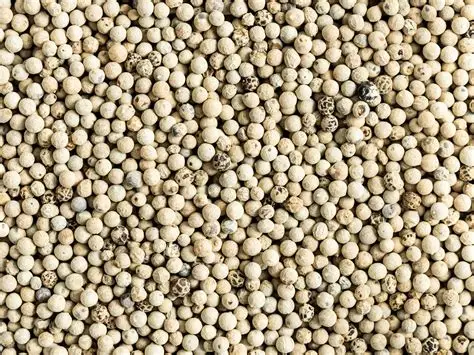 Whole fresh white pepper berries