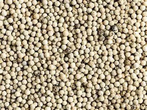 Whole fresh white pepper berries